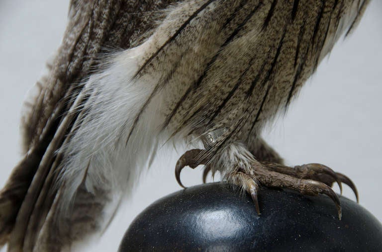 Contemporary Southern White-faced Owl
