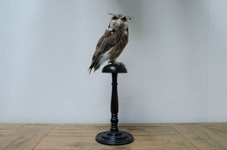 Indonesian Southern White-faced Owl