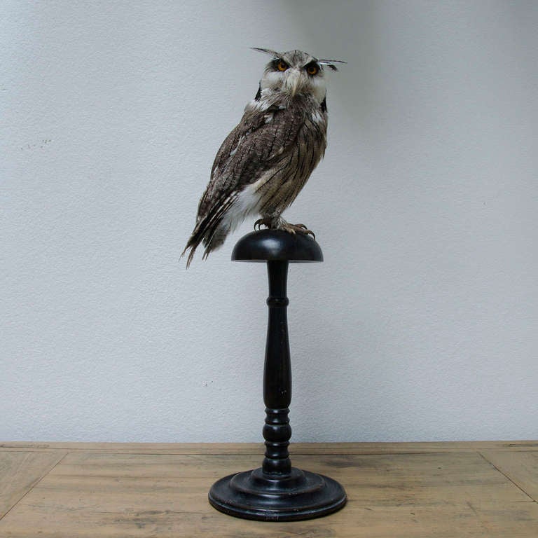Southern White-faced Owl on wooden stand.