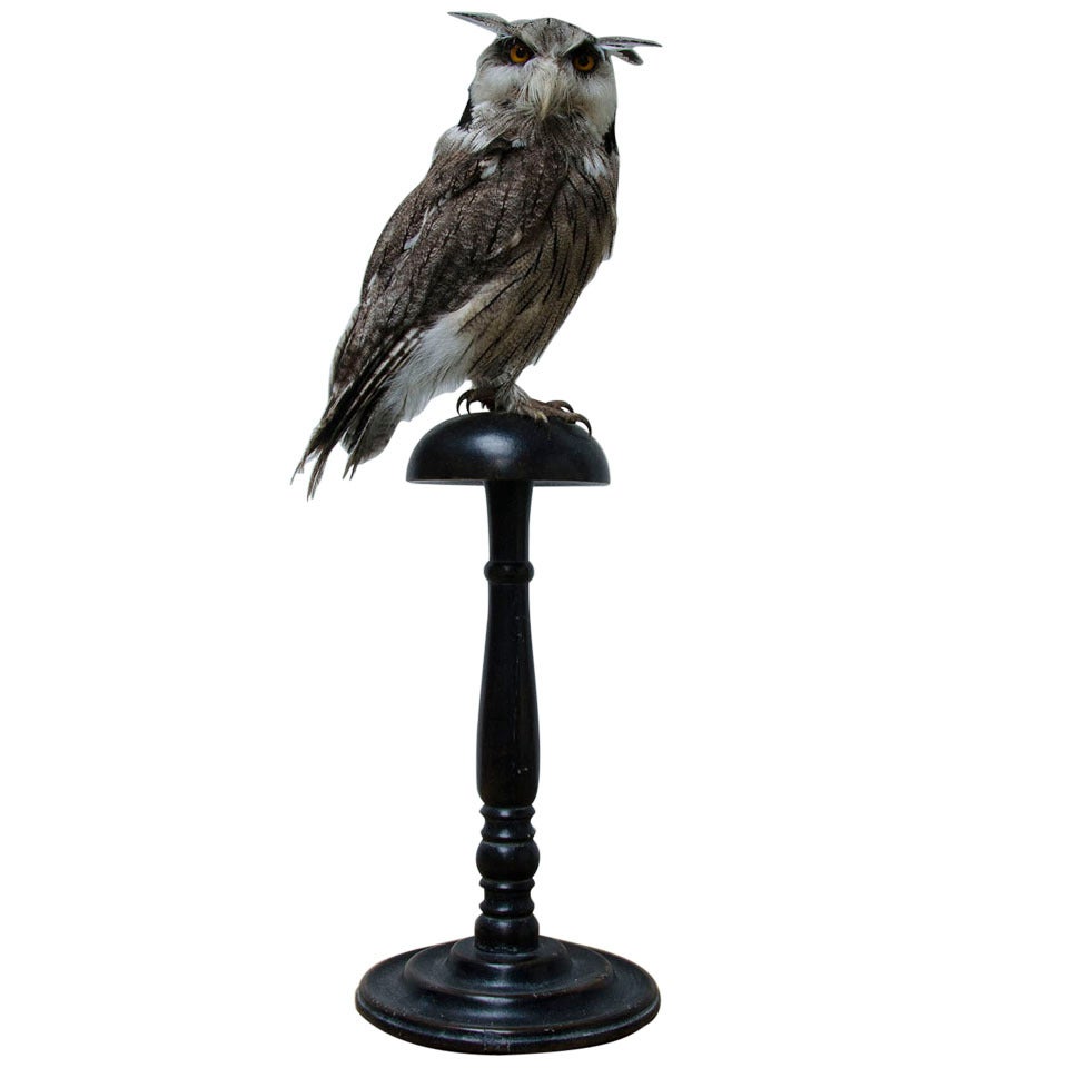 Southern White-faced Owl