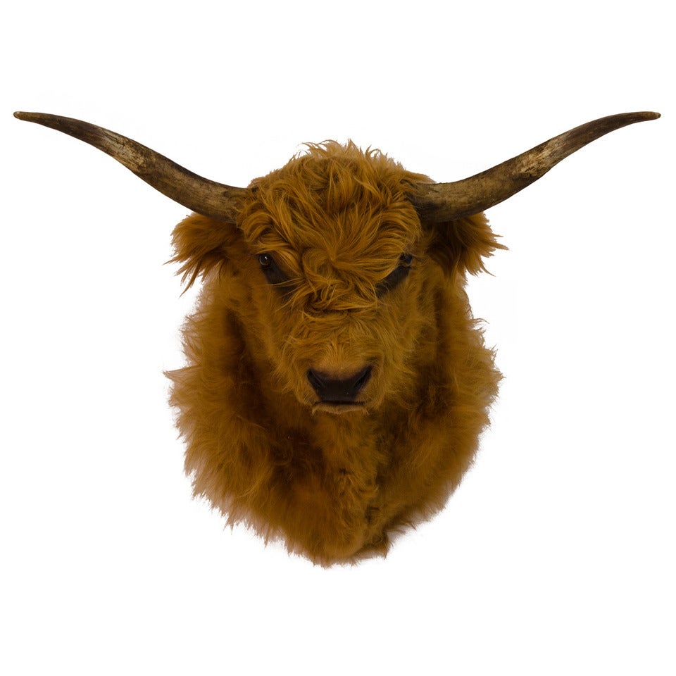 Highland Cow Shouldermount