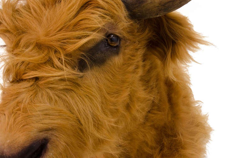 Highland Cow Shouldermount
