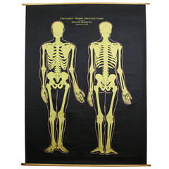 Vintage Denoyer-Geppert Slated Human Skeleton Chart