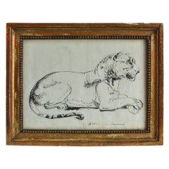 Drawing of a Resting Female Lion, Signed Giles a Roma