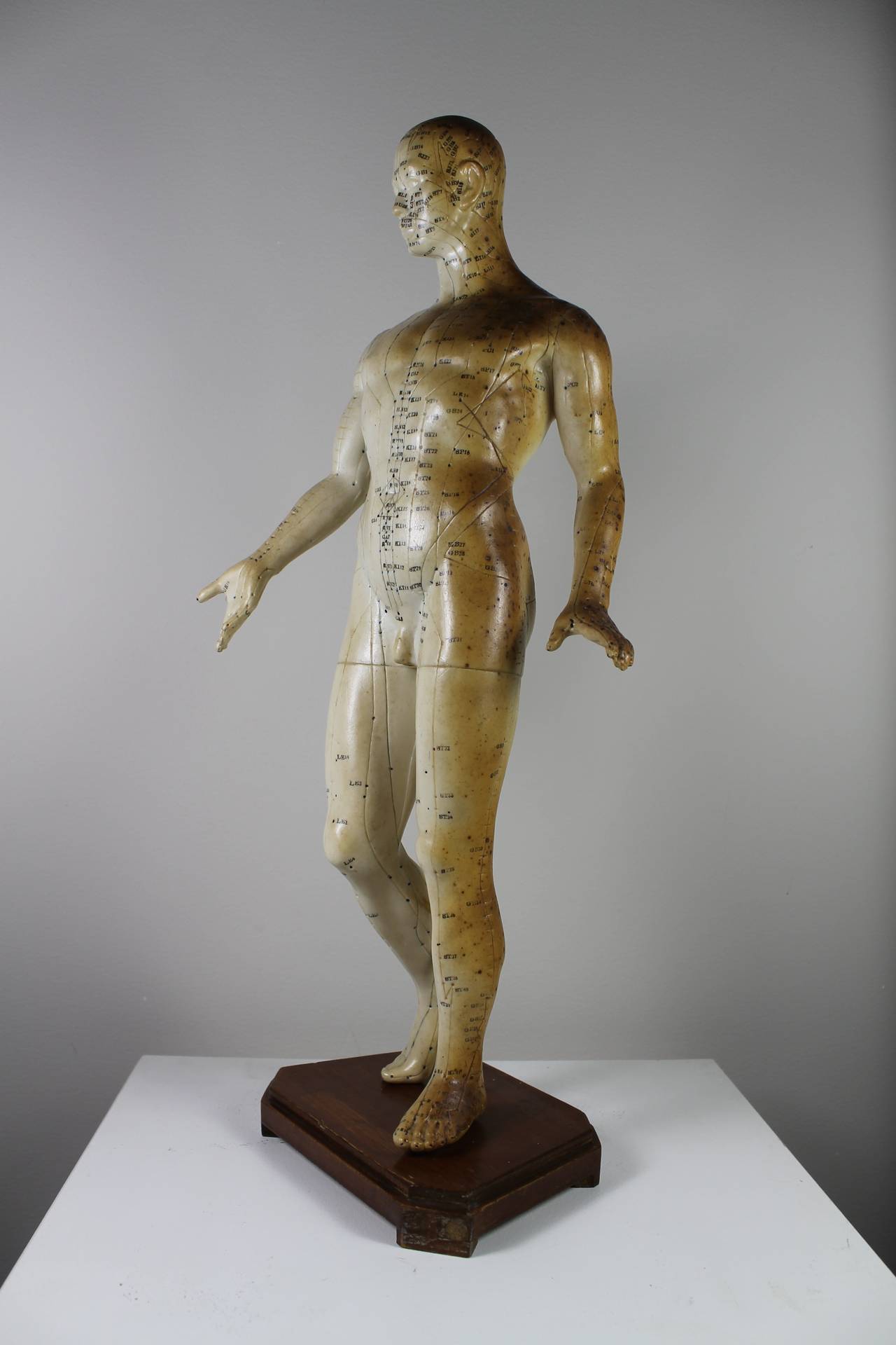 Acupuncture Model