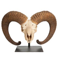 20th Century Skull of a Ram