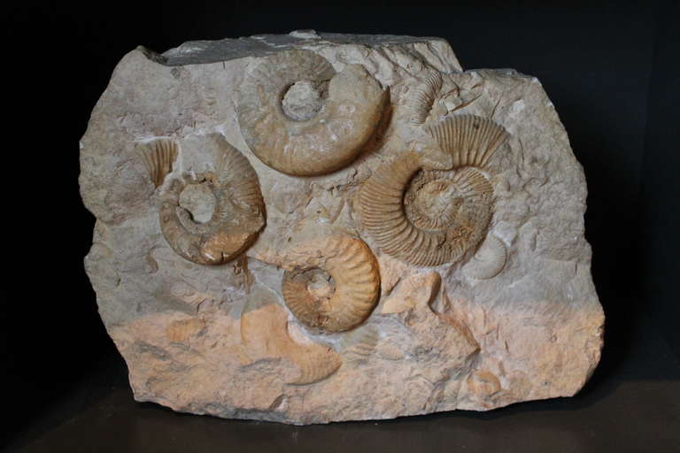 Prehistoric ammonite cluster from North Africa