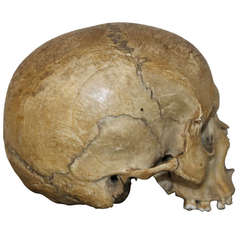 Antique Human Medical Skull, 19th Century