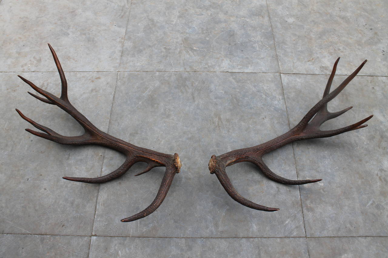 a pair of antlers