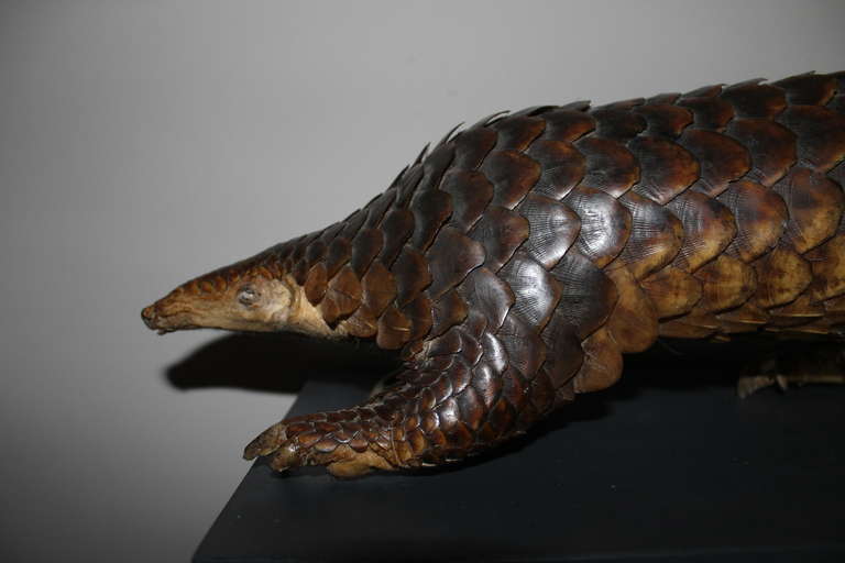 Pangolin, taxedermy from circa 1900
