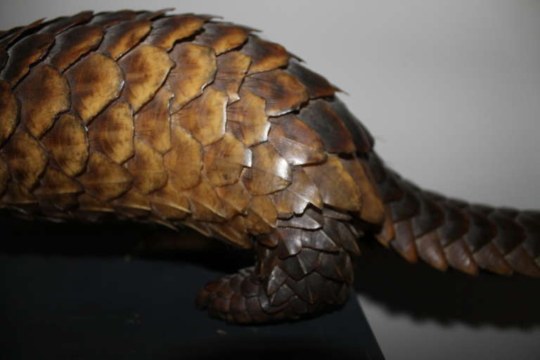 taxidermy pangolin