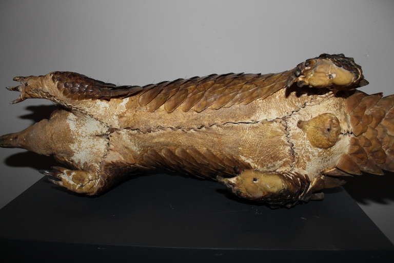 bonrui animal