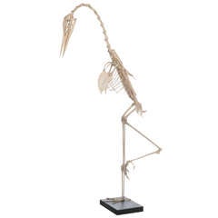 Skeleton of a Heron