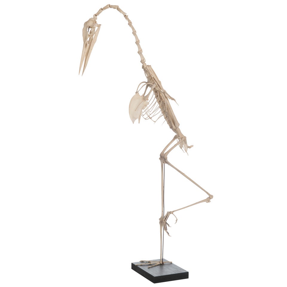 Skeleton of a Heron