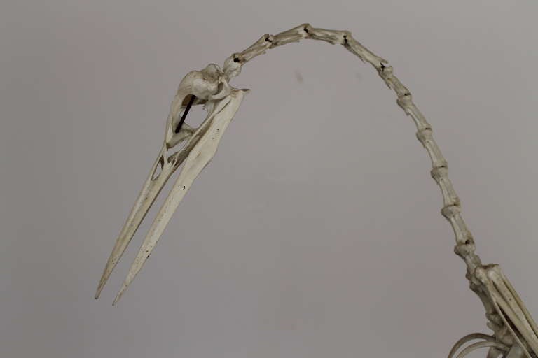 Skeleton of a Heron from the 1950's on an iron stand.