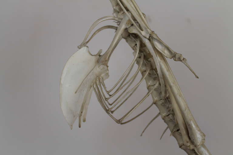 heron skeleton