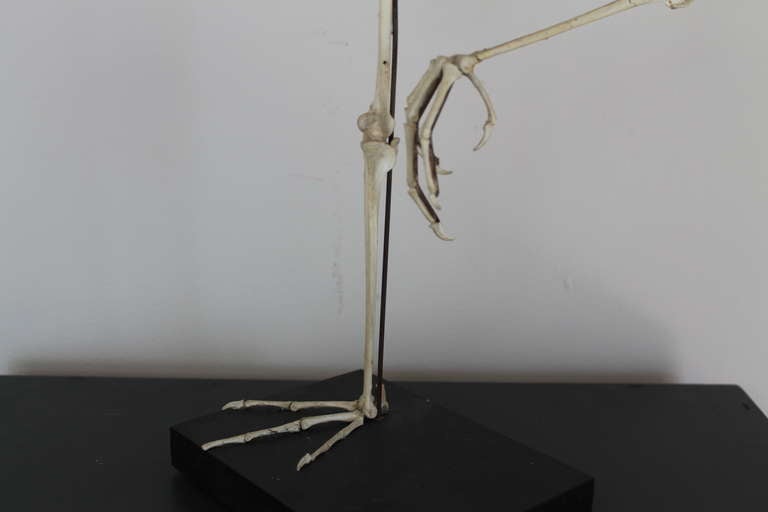 Dutch Skeleton of a Heron