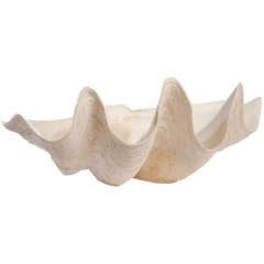 Giant Clam Shell