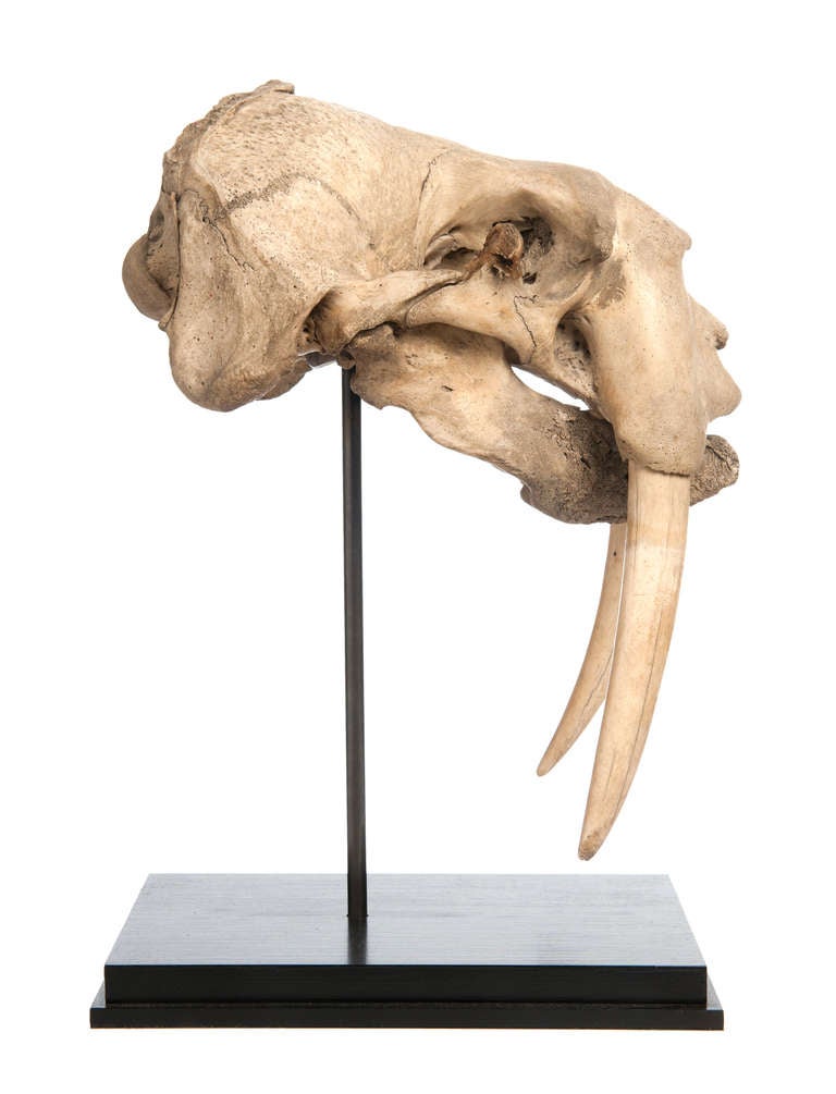 Skull of a walrus on a stand,with beautiful teeth (19 cm), circa 1900