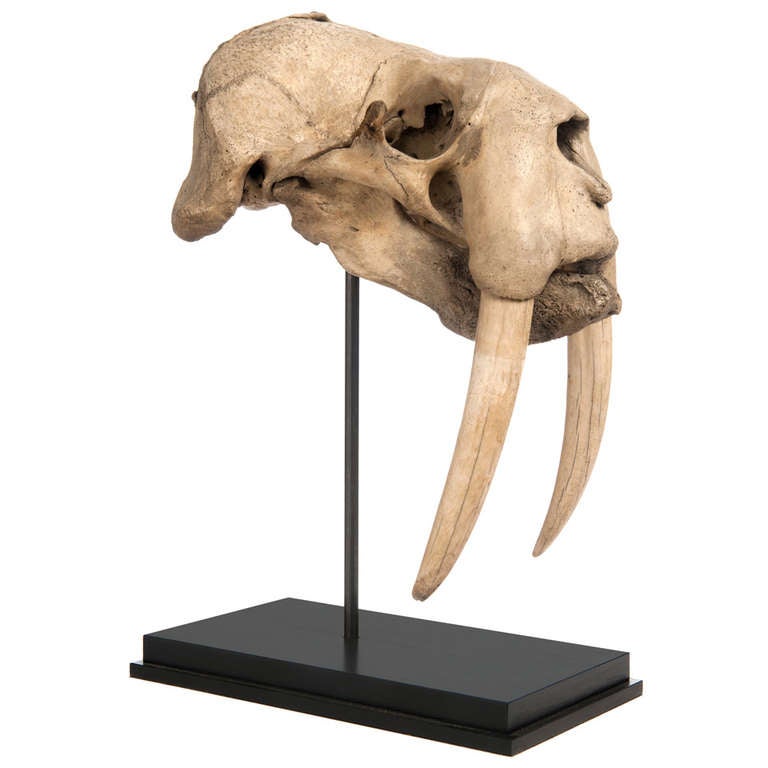Skull of a Walrus at 1stdibs