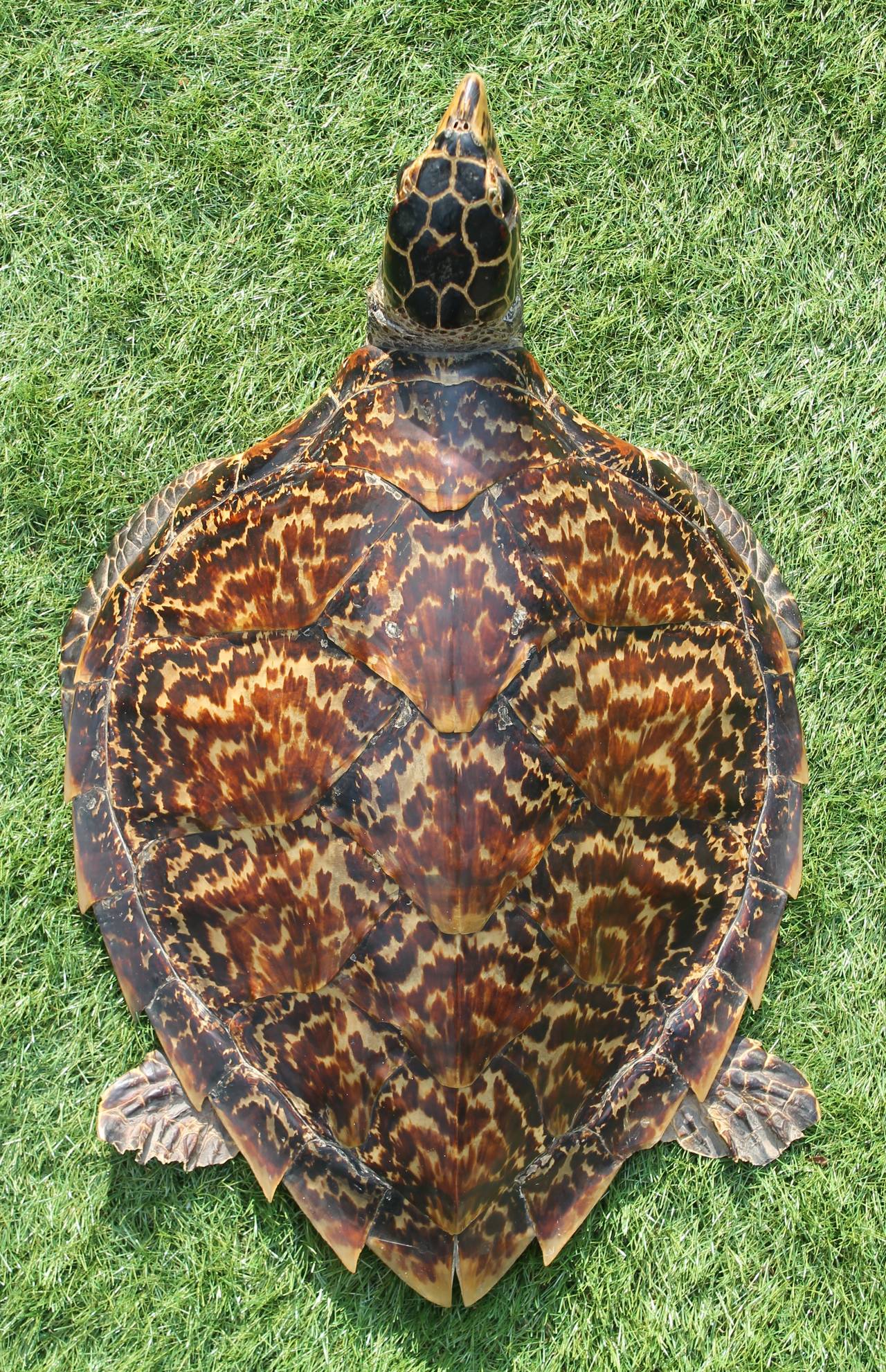 Taxidermy of a Sea Turtle In Good Condition In Sint Annaland, NL
