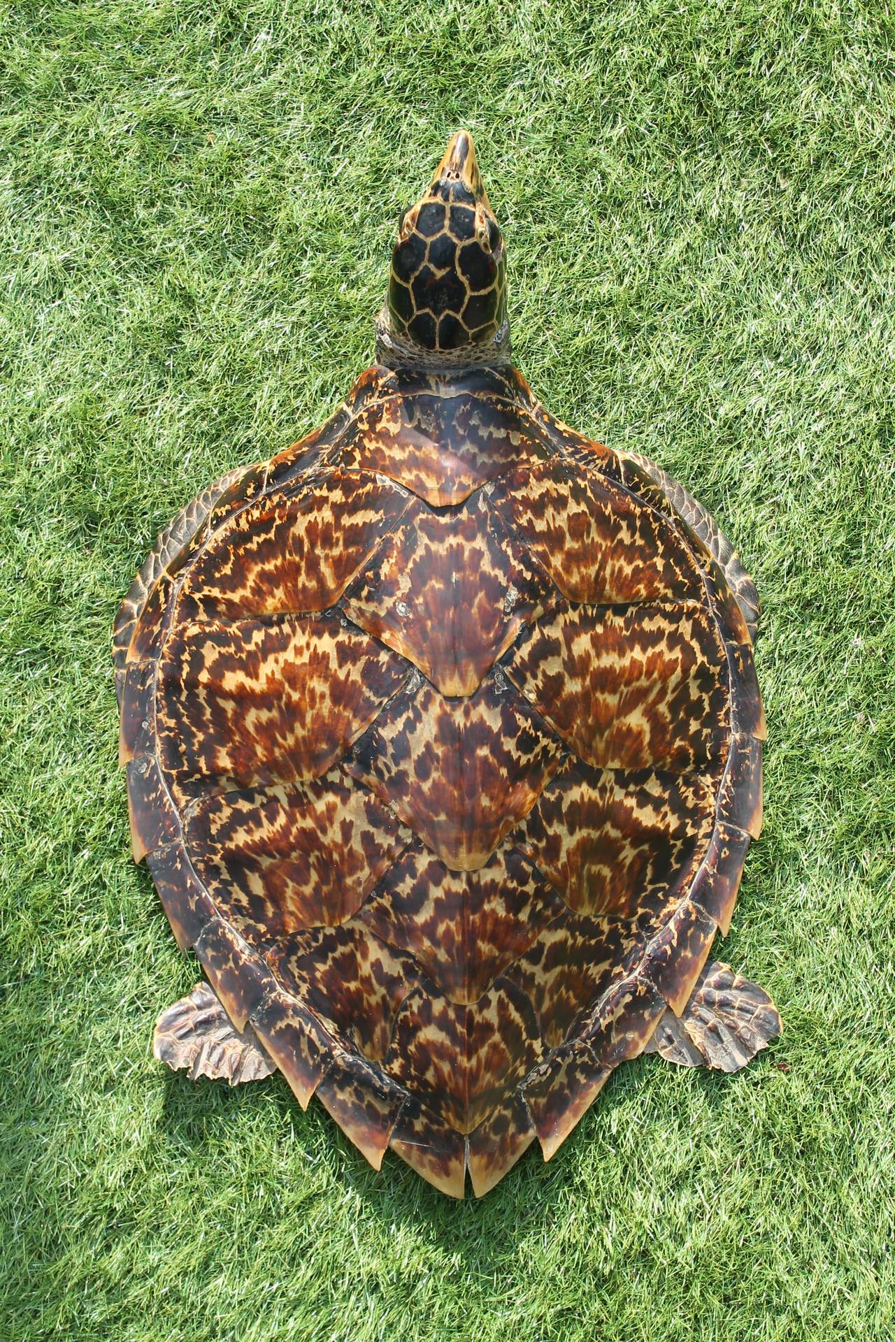 sea turtle taxidermy