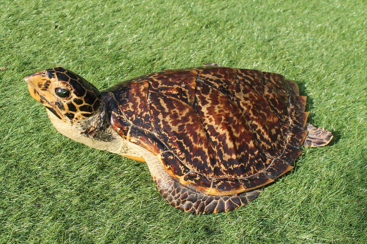 Taxidermy of a Hawksbill Sea Turtle (