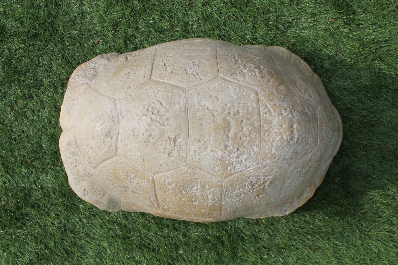 20th Century Skeleton of a Land Tortoise