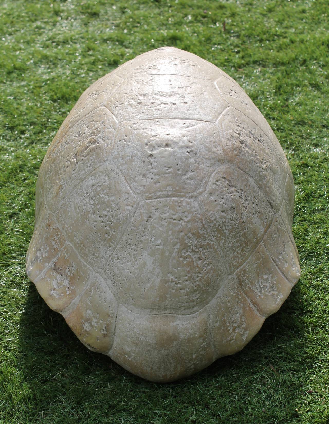European Skeleton of a Land Tortoise
