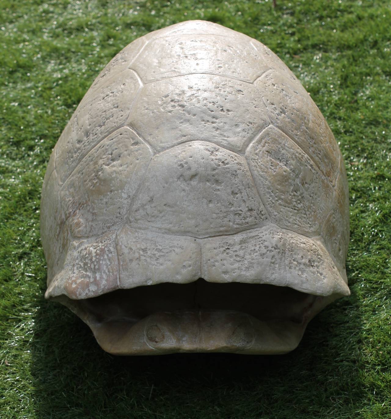 Skeleton of a Land Tortoise, circa 1900, Europe
