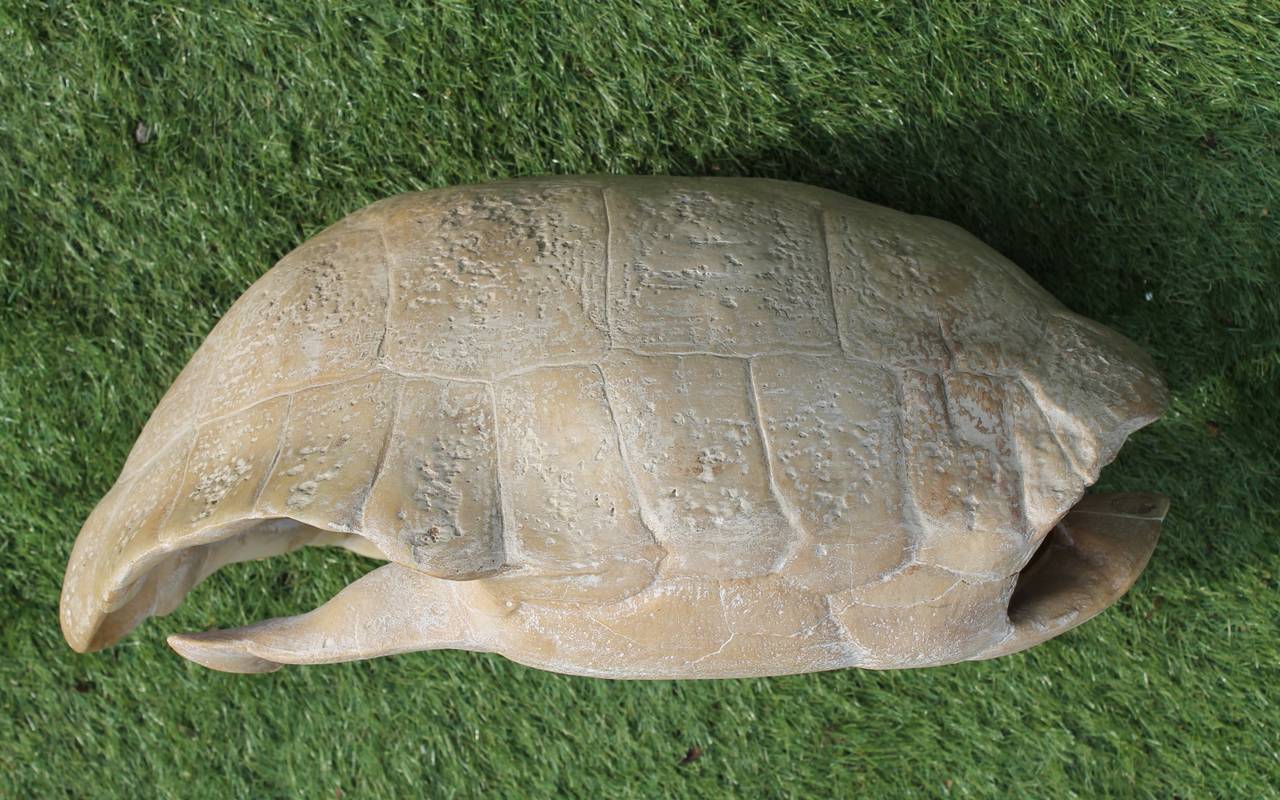 Skeleton of a Land Tortoise 2