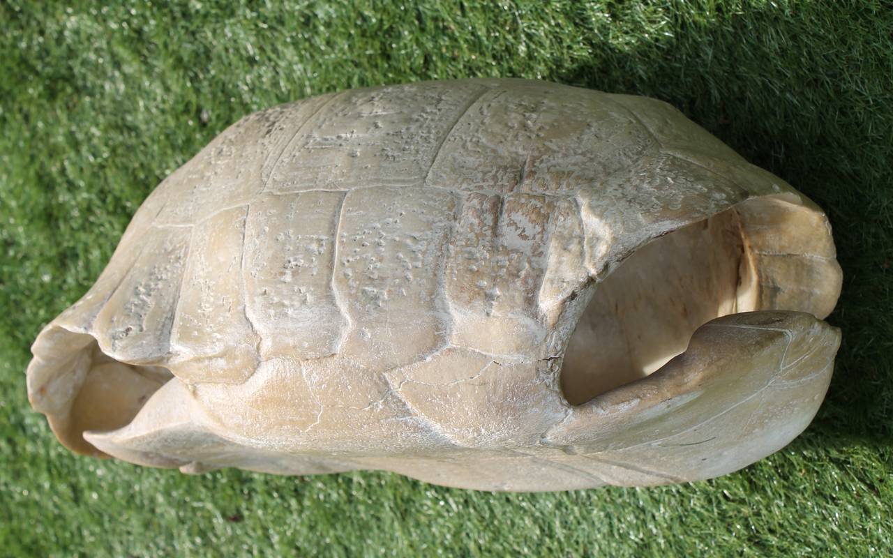 Skeleton of a Land Tortoise 3