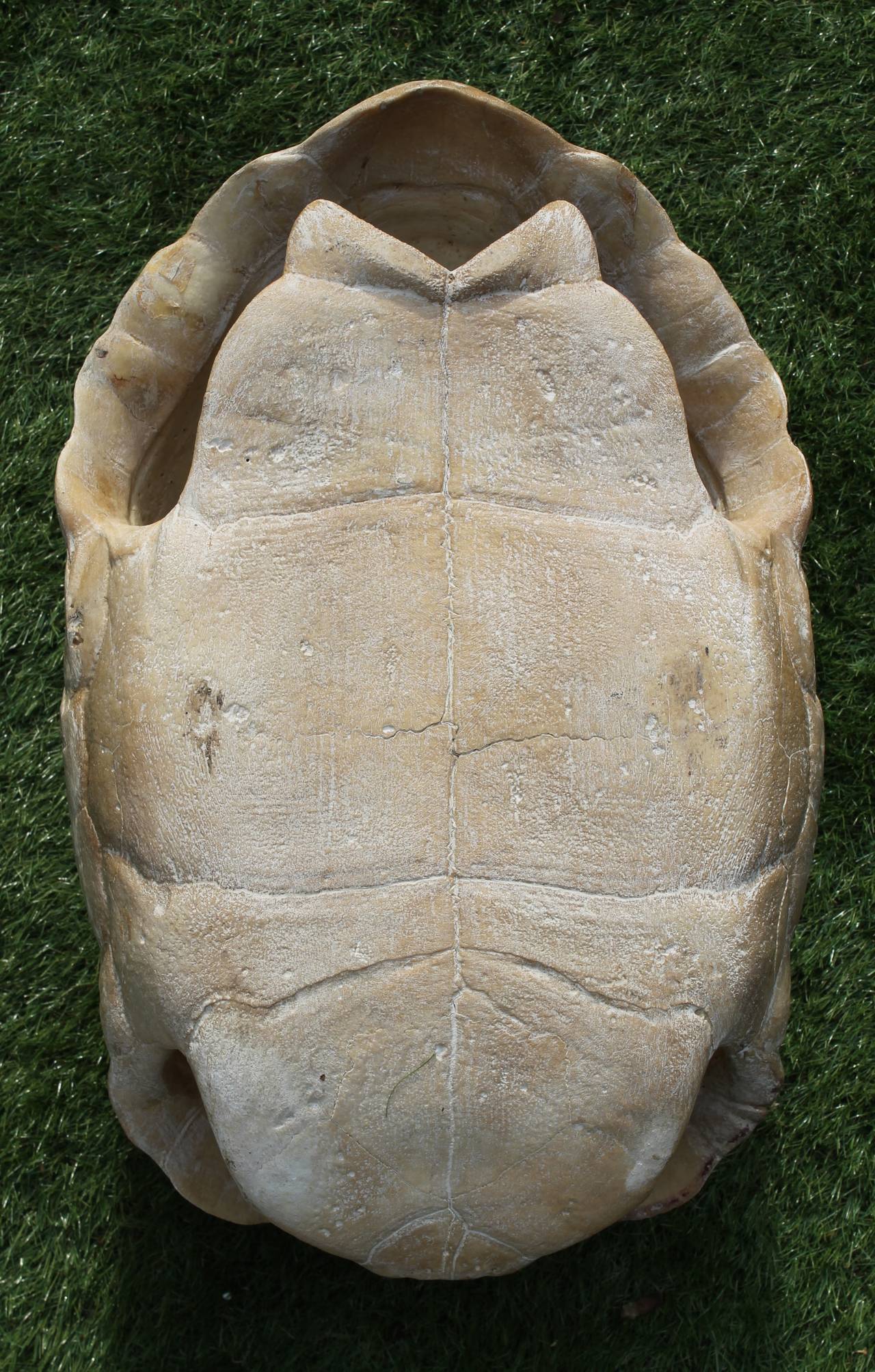Skeleton of a Land Tortoise 4