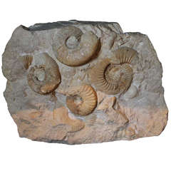 Prehistoric Ammonite Cluster