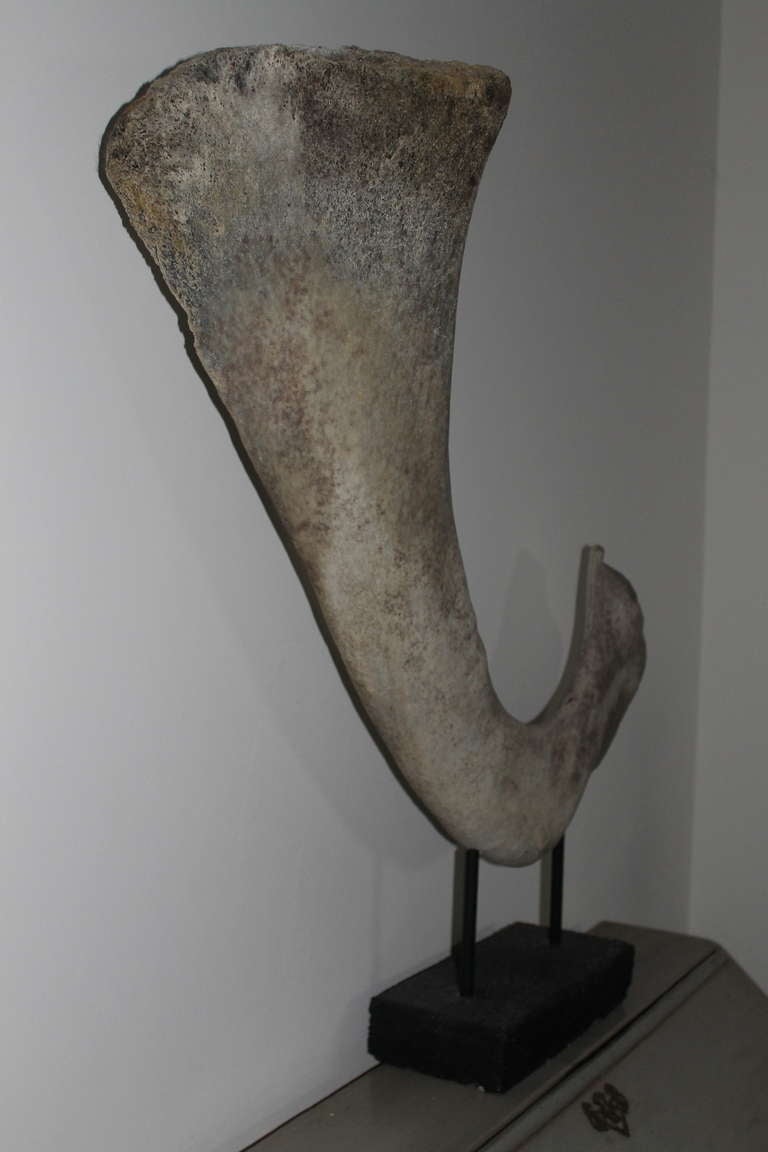 Mid-20th Century Rib of a Whale