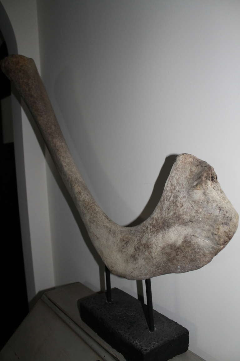 Bone Rib of a Whale