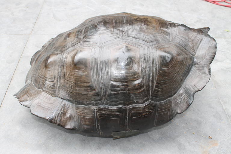 Beautiful shield of a giant tortoise from the Galapagos.
There are surplusses in brass of a hinge and a lock who prove
that this tortoise is from circa 1800.