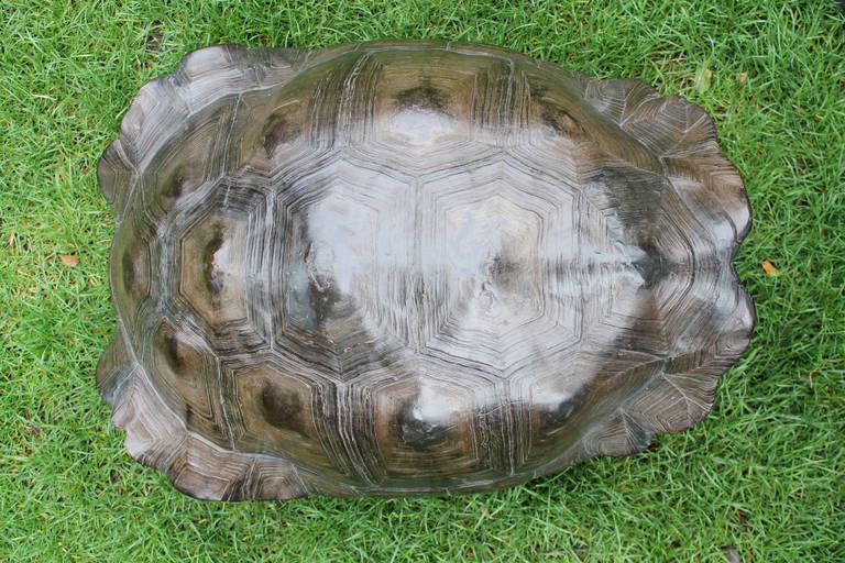 Ecuadorean Shield of a giant tortoise from the Galapagos, ca. 1800