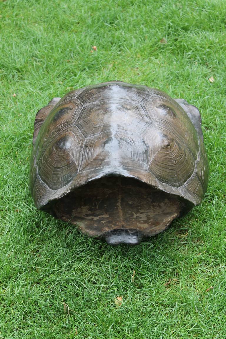 tortoise shield