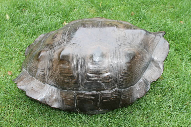 Shield of a giant tortoise from the Galapagos, ca. 1800 2