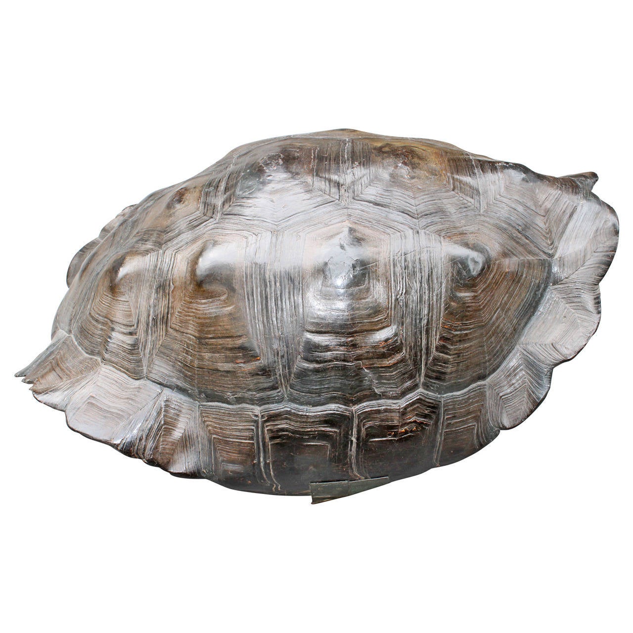 Shield of a giant tortoise from the Galapagos, ca. 1800 For Sale at 1stdibs