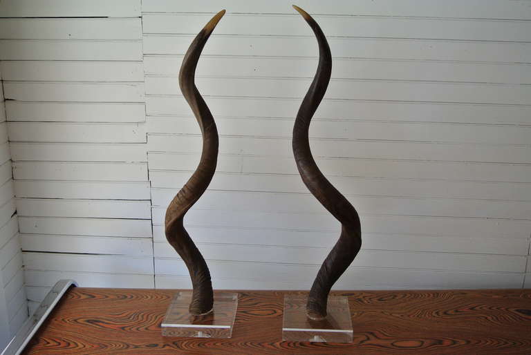 mounted kudu horns