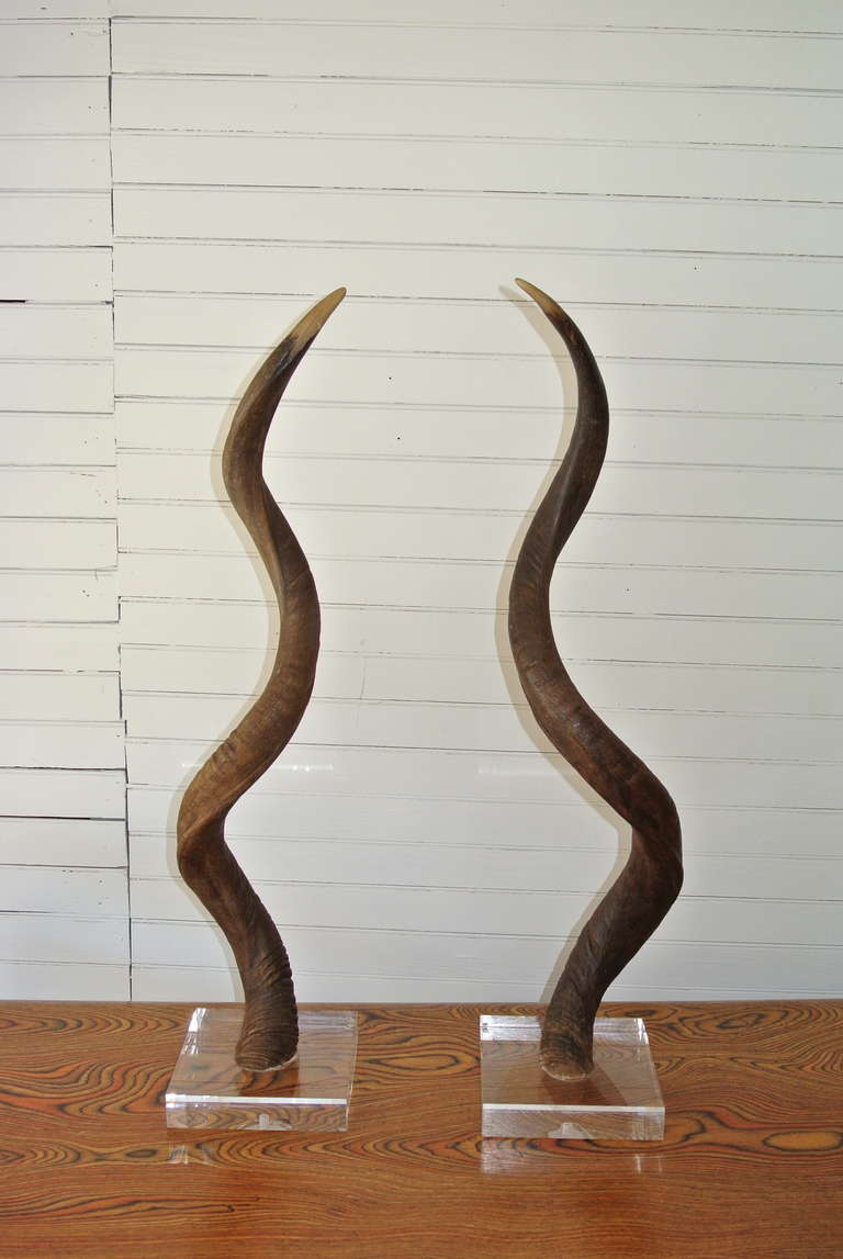 Pair of African Kudu Horns Mounted on Acrylic Lucite Base 2