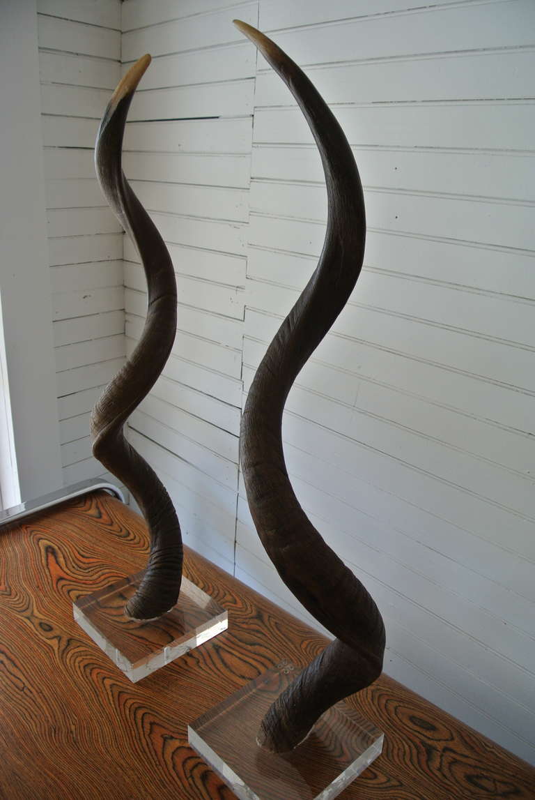 Pair of African Kudu Horns Mounted on Acrylic Lucite Base In Excellent Condition In Morristown, NJ
