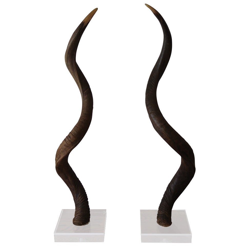 Pair of African Kudu Horns Mounted on Acrylic Lucite Base