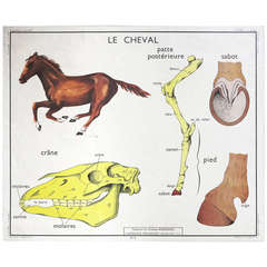 Vintage Animal Anatomy School Chart, France, 1950-1955