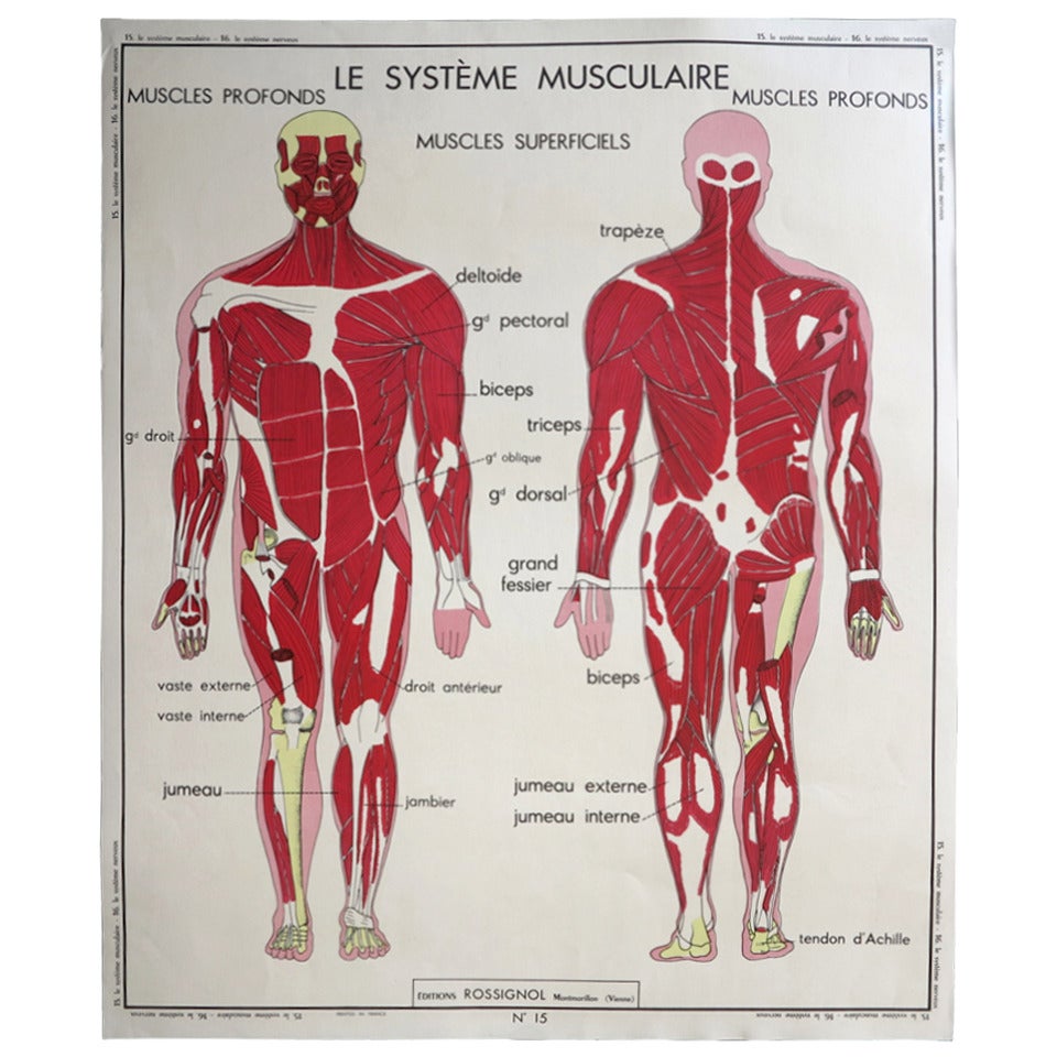 Vintage Human Anatomy School Chart, France, 1950-1955 For Sale