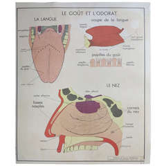 Vintage Human Anatomy School Chart, France, 1950-1955