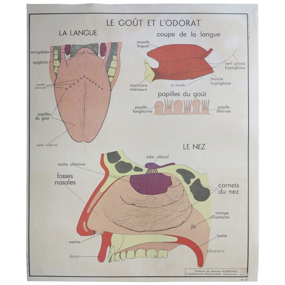 Vintage Human Anatomy School Chart, France, 1950-1955 For Sale