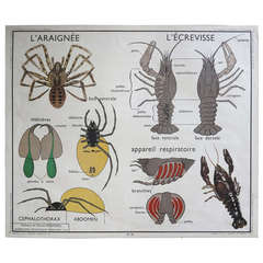 Retro Animal Anatomy School Chart, France, 1950-1955